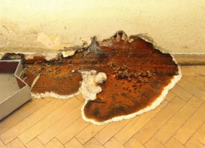 Vous êtes propriétaire d'une maison et vous souhaitez vous assurer de sa sécurité et de son bon état. Parmi les nombreux problèmes auxquels vous pouvez être confronté, il en est un en particulier qui peut causer de sérieux dommages à […]